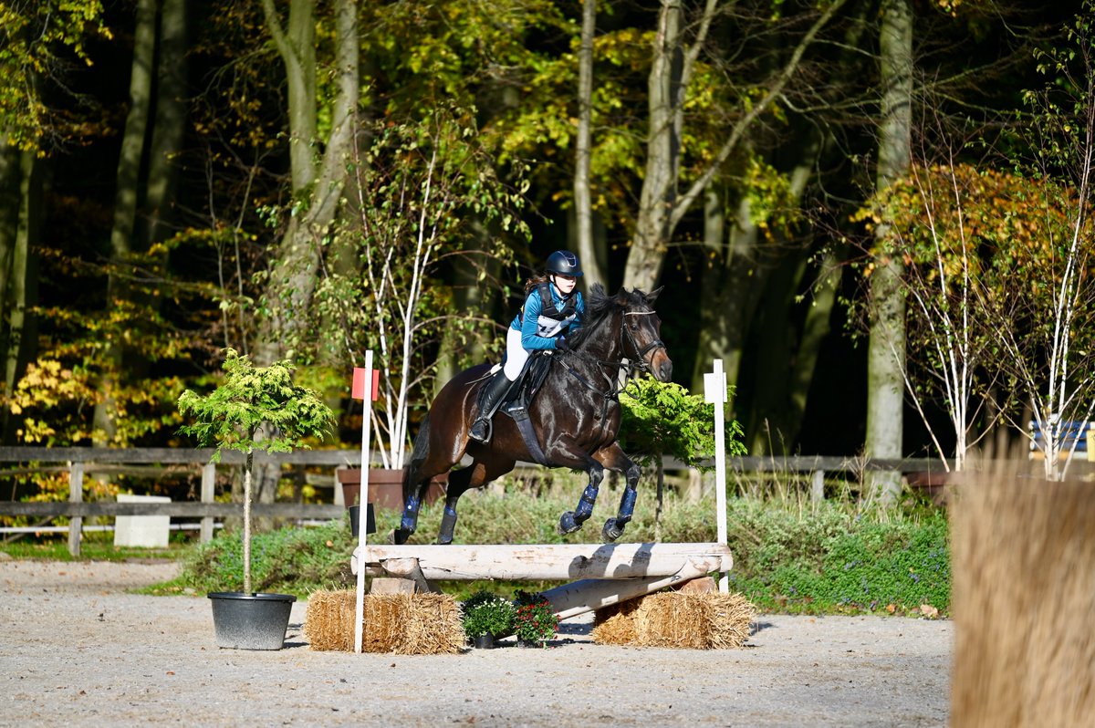 RM1837's tweet photo. Wat een prachtige dag .... Fantastische deelnemers, mooie herfstkleuren en een heerlijk zonnetje. We kijken terug op een mooie Eventing Derby!

#eventing #eventingderby #kralingsebos https://t.co/E6RZiiiebK