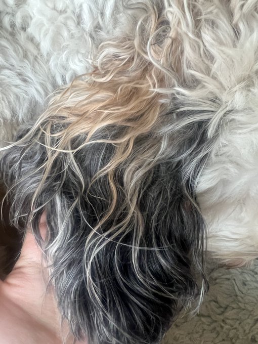 I think I want my next hair color to match my dog's ears. a https://t.co/HxzLGISnFe