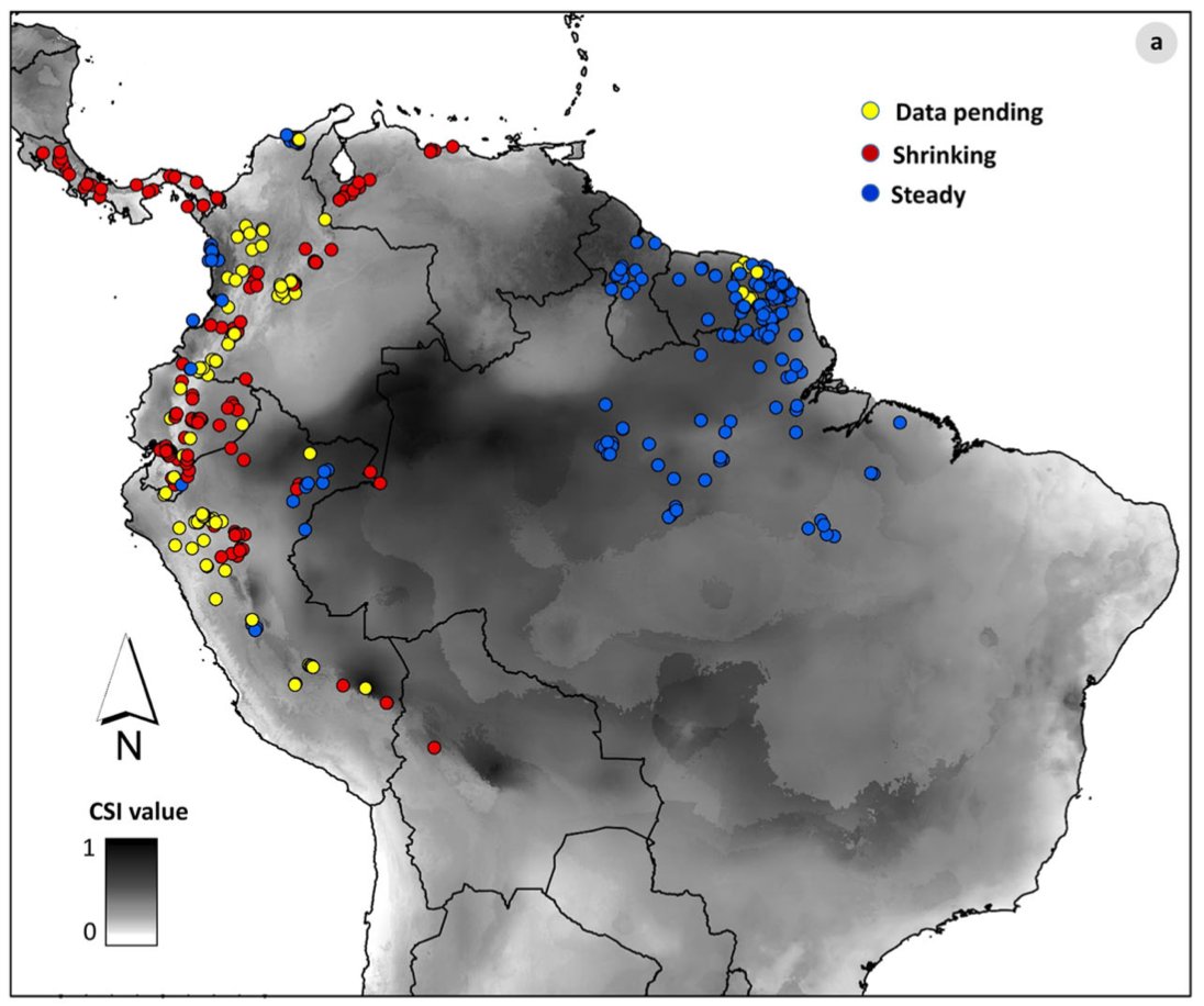 Las #ranas #arlequines siguen siendo uno de los grupos de vertebrados más #amenazados del Neotrópico. Evaluamos el estado de conservación de más de 130 especies... la  mayoría sigue en peligro crítico de extinción

Acciones más profundas de conservación!

nature.com/articles/s4324…