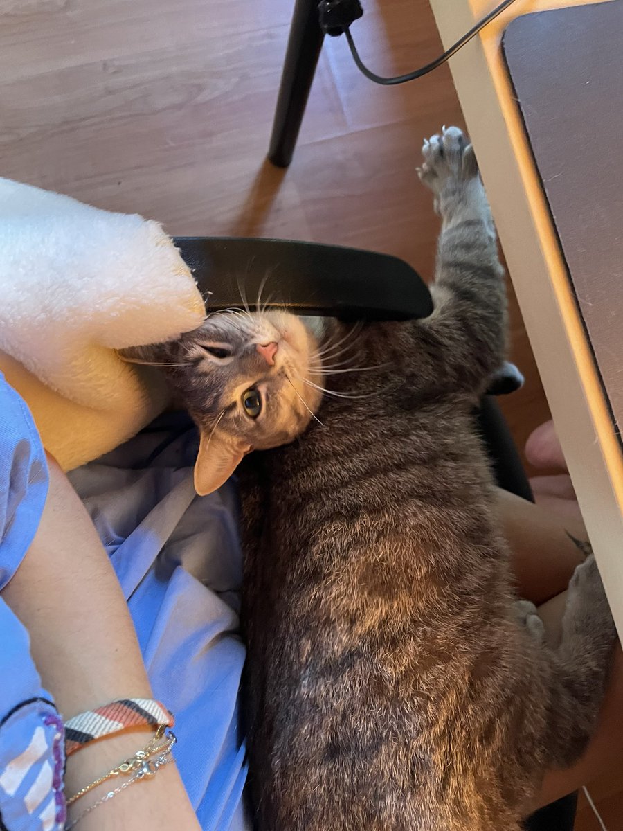 positivexmind's tweet photo. faudrait faire un documentaire sur ce chat https://t.co/eQTi2FxuxJ
