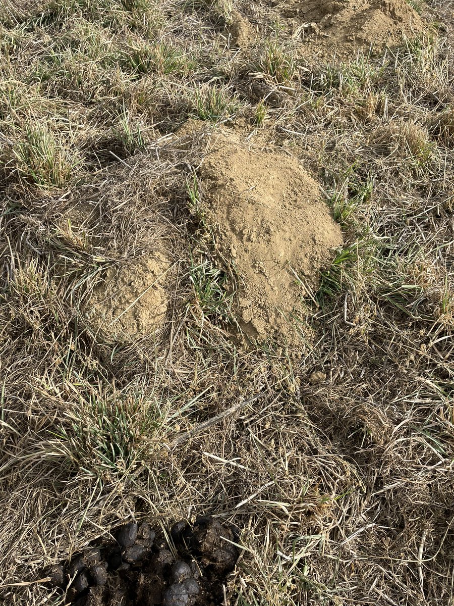 What is causing these mounds of dirt in our pasture?  There are no visible holes. My Dad says moles, but some of these are 10x the size of mole mounds I’ve seen. And I don’t see any sign of mole tunnels either.