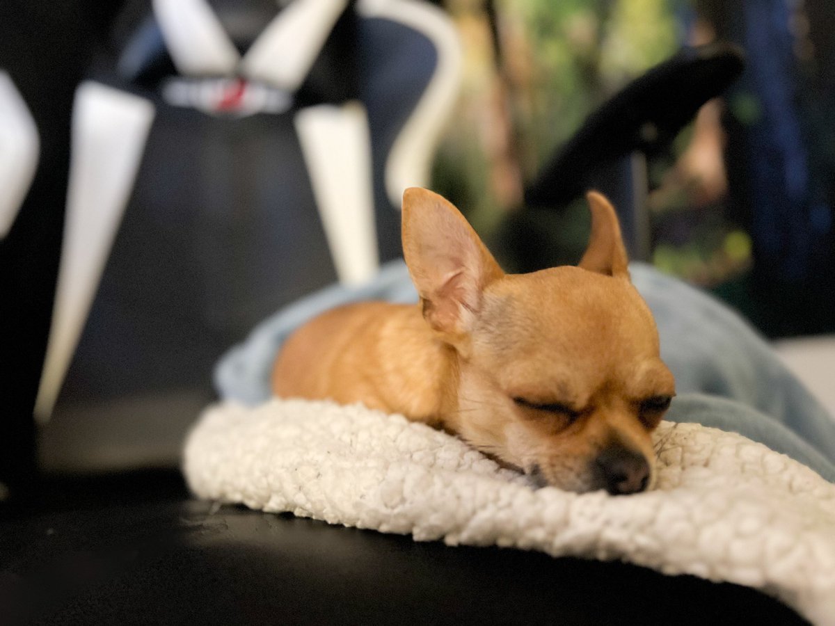 nyxenwhite's tweet image. Lil Chichi is the perfect gaming buddy &amp;lt;3 She’s like a soft, cuddly little personal heater (and distributor of endless kisses). Who else has a cute mini gaming partner? 🥰
#gaming #GamerLife