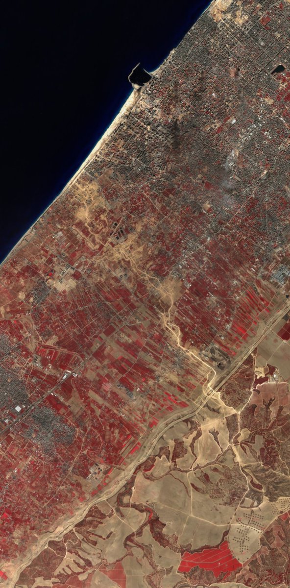 A #Gaza, l'encerclement de Gaza City par l'armée israélienne visible depuis l'espace. Ici une image du #satellite #Sentinel2 prise le 11/11, en proche infrarouge, montre les passages des blindés. On voit aussi les quartiers détruits par les bombardements #Israel #Gazabombing