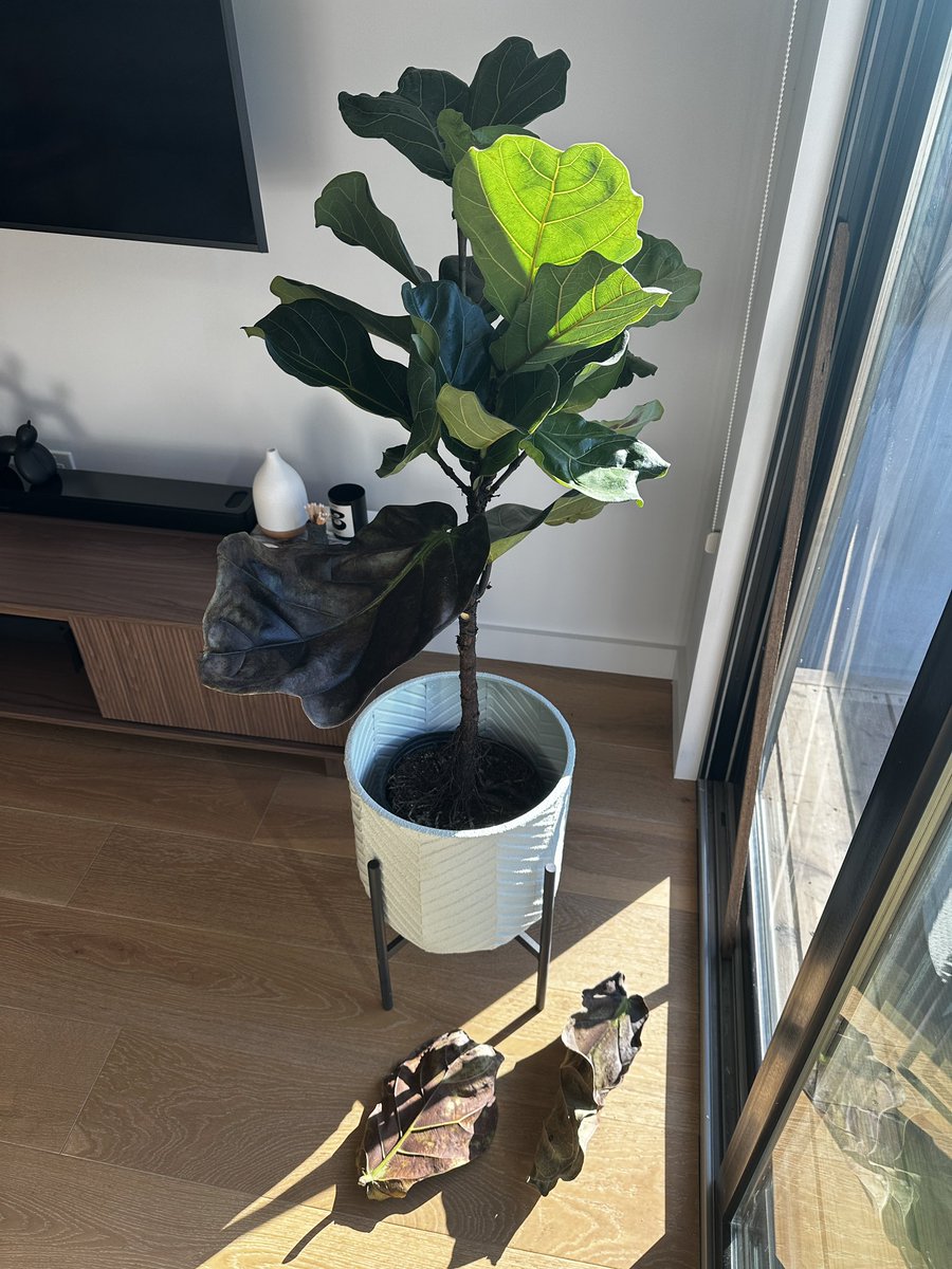 Now am I killing my fiddle fig or does my fiddle fig just not have what it takes to live in this fast paced environment 😂 #sendhelp #leaveskeepfalling