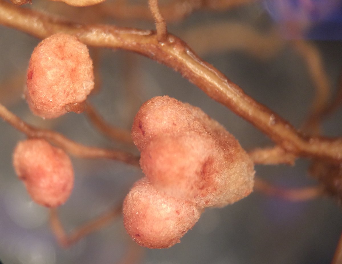 Tia Harrison ๐ฟ๐ฆ (@tialeneharrison) on Twitter photo One of my PhD projects with <a href="/JohnStinchcombe/">John Stinchcombe</a> and <a href="/ME_Frederickson/">Megan Frederickson</a> is now published in Molecular Ecology! We uncovered a latitudinal diversity gradient in non-rhizobia microbes associated with C. nictitans plants but not in rhizobia. onlinelibrary.wiley.com/doi/10.1111/meโฆ One of my PhD projects with <a href="/JohnStinchcombe/">John Stinchcombe</a> and <a href="/ME_Frederickson/">Megan Frederickson</a> is now published in Molecular Ecology! We uncovered a latitudinal diversity gradient in non-rhizobia microbes associated with C. nictitans plants but not in rhizobia. onlinelibrary.wiley.com/doi/10.1111/meโฆ