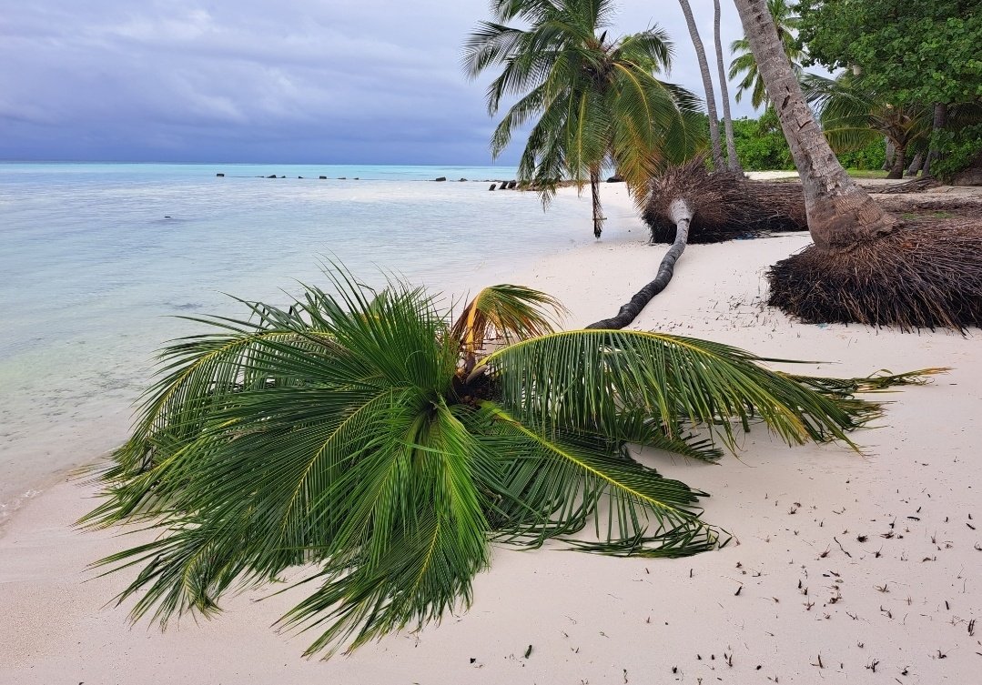 A giant has fallen. Sea levels has risen about 30 m in the last 20 years in the Maldives, a country where most land is just barely above water. When land is lost here, the palm trees that tower the beaches, fall. It makes climate change very apparent
#Maldives