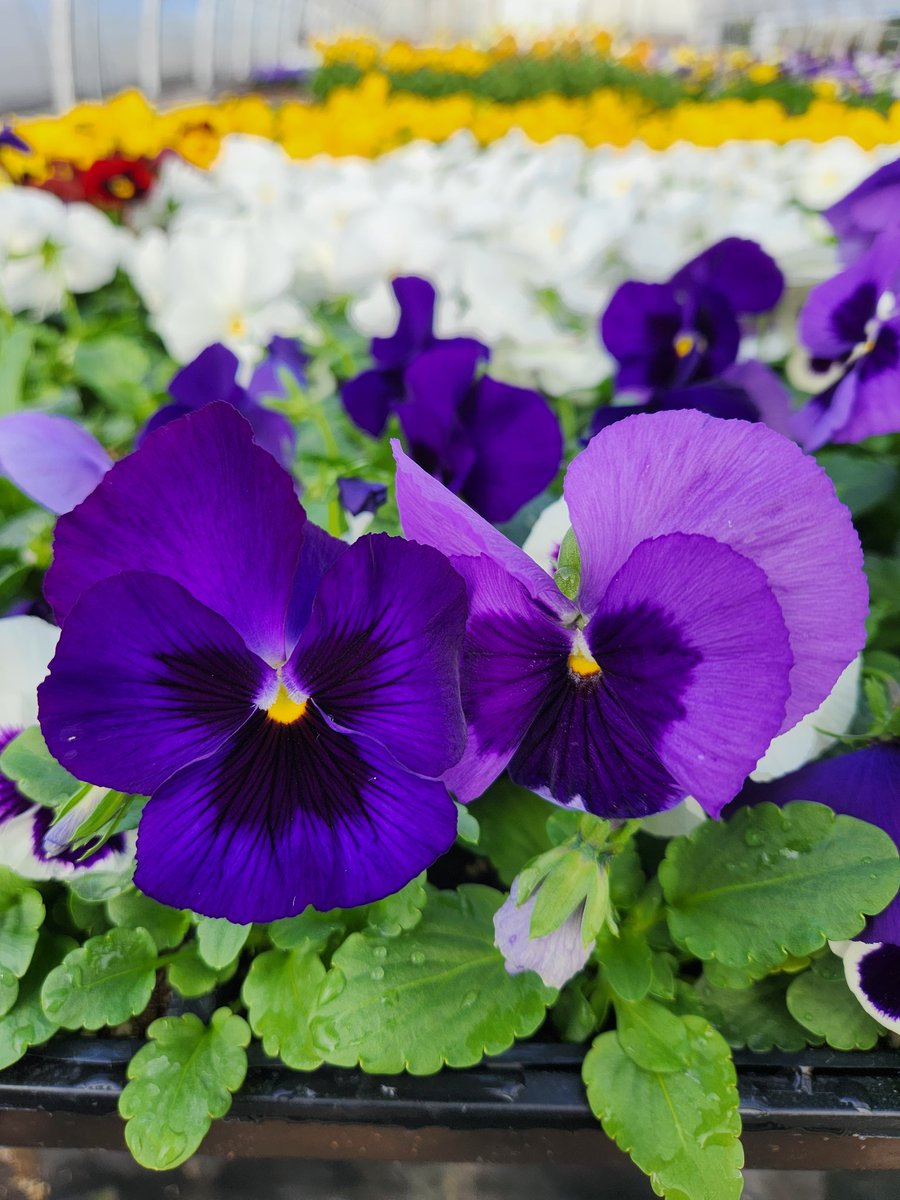 The #fragrance of the Ocean Breeze #Pansy crop is #intoxicating. 🤗
#flowers #flower #autumn #blue #blueflowers #fall #fragrant #plant #plants #photooftheday #plantsofinstagram #plantoftheday #beautiful #green #garden #gardening #gardeners #gardenlovers #garten #gardenphotography