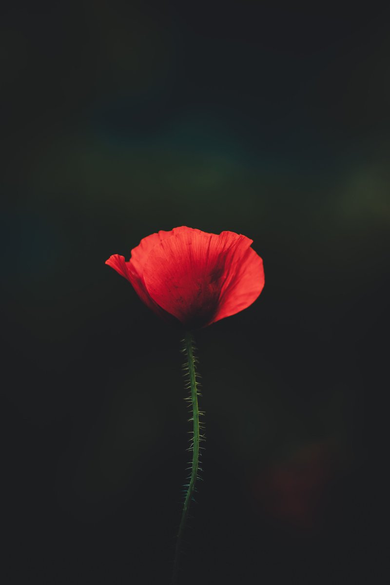 Take up our quarrel with the foe: To you from failing hands we throw The torch; be yours to hold it high. If ye break faith with us who die We shall not sleep, though poppies grow In Flanders fields. #LestWeForget