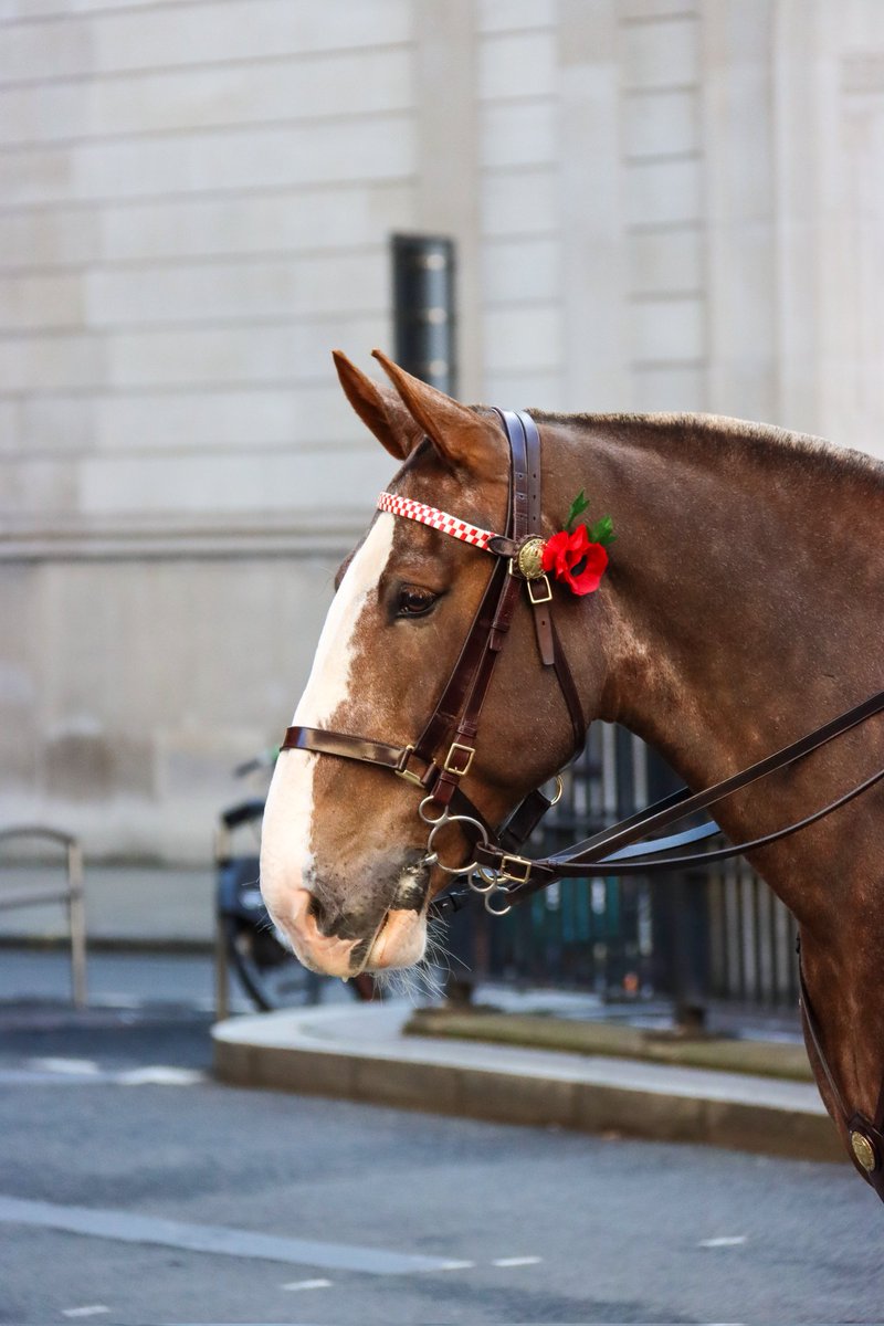 r_j_snaps's tweet image. Look at these two 🤩

@CityHorses @CityPolice #PHGilbert #PHPollard #LordMayorsShow