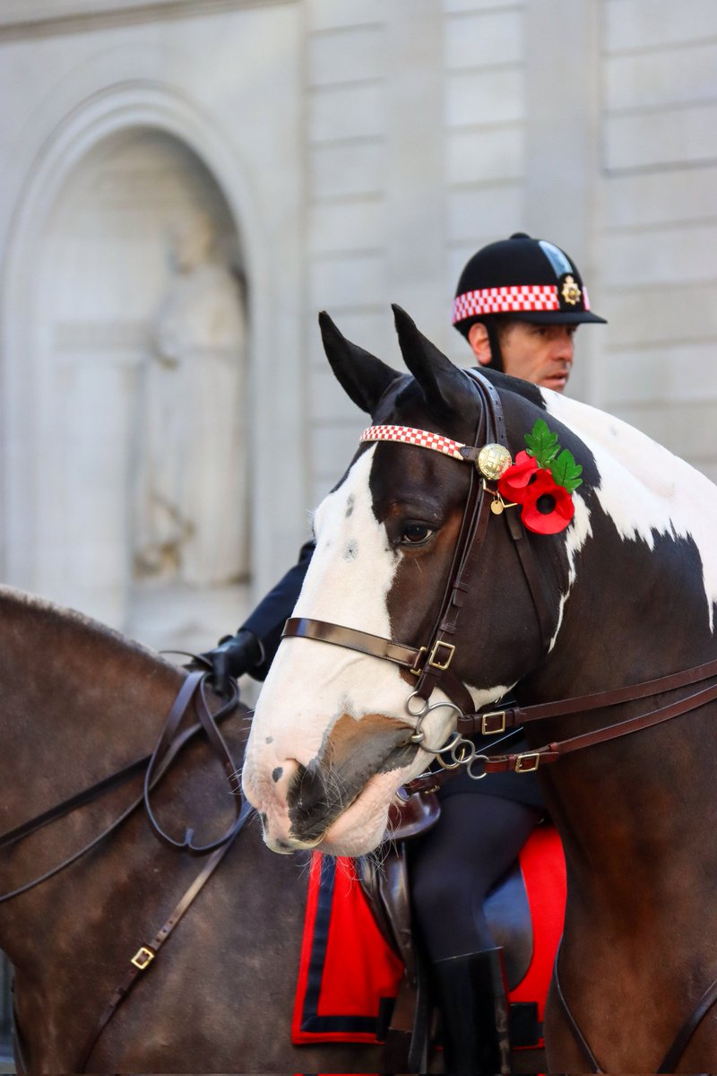 r_j_snaps's tweet image. Look at these two 🤩

@CityHorses @CityPolice #PHGilbert #PHPollard #LordMayorsShow