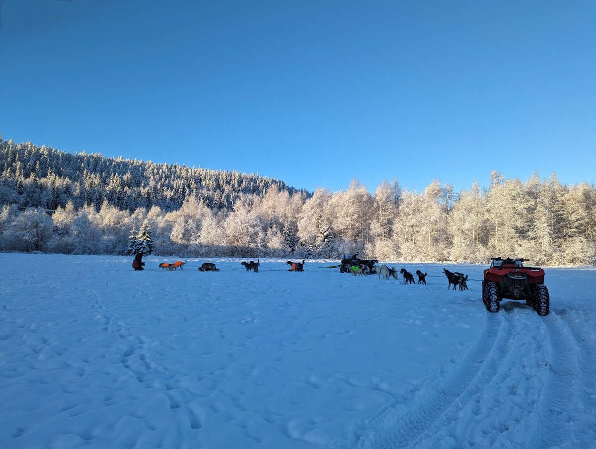 Just a perfect day 🤍. #zweden #sweden #lapland #winter #winterwonderland #snow #huskies #alaskanhuskies #huskiesoftwitter #sleddogs #dogsledding #happiness #outdoorlife #explorethenorth