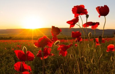 abzgbee18's tweet photo. In Flanders fields the poppies blow Between the crosses, row on row, That mark our place; and in the sky The larks, still bravely singing, fly

Scarce heard amid the guns below. #RemembranceDay2023 #volunteers #charity #aberdeen https://t.co/lLyS2GdAmA