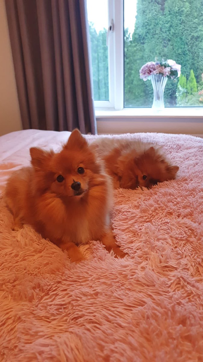 bigdikky5's tweet image. Worsts part of owning 4 dogs…

1. A dog shitting in my slippers
2. Putting said slippers on…

Wankers lot of em 

#poogate #investingwhopooped #pommeranian