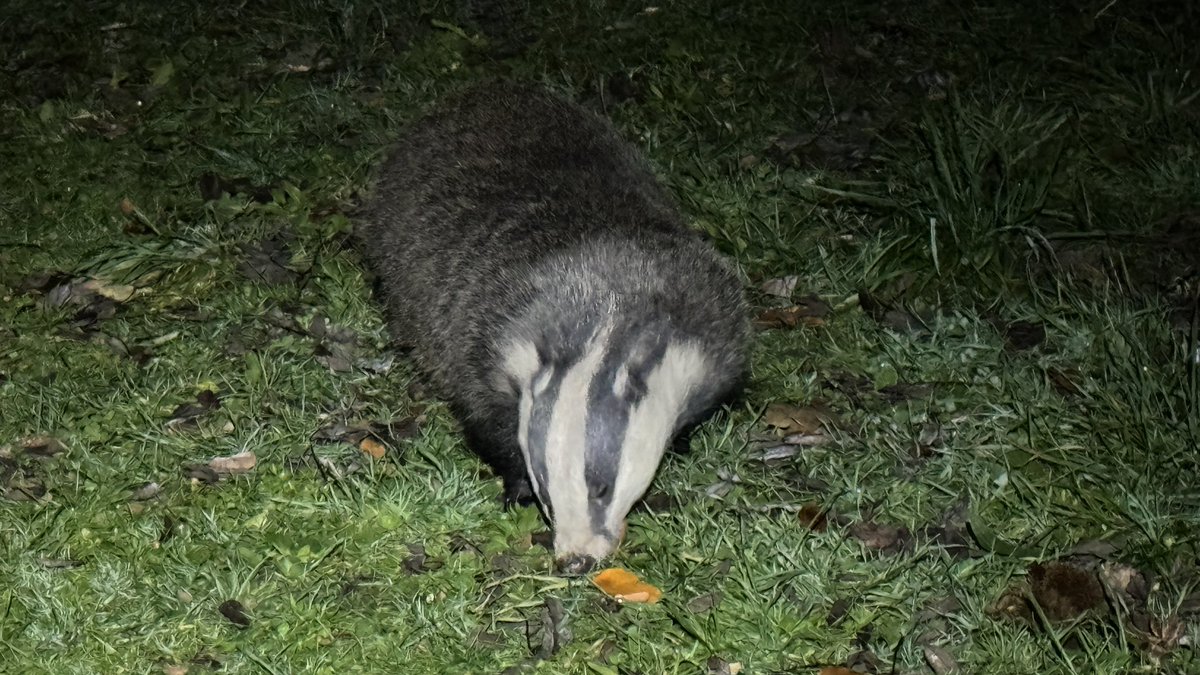 Haven’t seen ‘Nom Nom’ #Badger for at least a month…until last night she suddenly turned up for her egg. I rolled an egg to her but unfortunately it broke so she ate it right infront of me! ❤️🦡 @Calderbadgers1 @DorsetBBW @KirkleesGroup @WYP_CNewsome