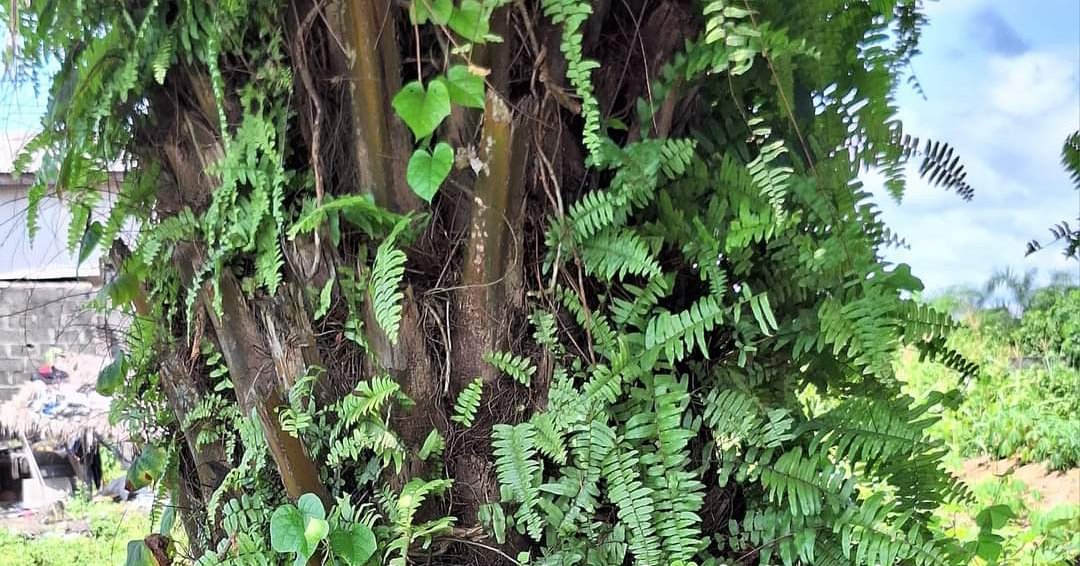 ProphetCeaser's tweet image. &quot;🌿 Memory Boost Magic! ✨ Explore the power of nature with fern tree. If you or someone you know struggles with lost memory, try this natural remedy. Nature&apos;s magic may hold the key! 🌳✨ #MemoryBoost #NaturalRemedy #FernTreeMagic&quot;