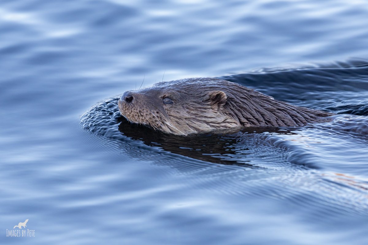 Just happily swimming along #Otter