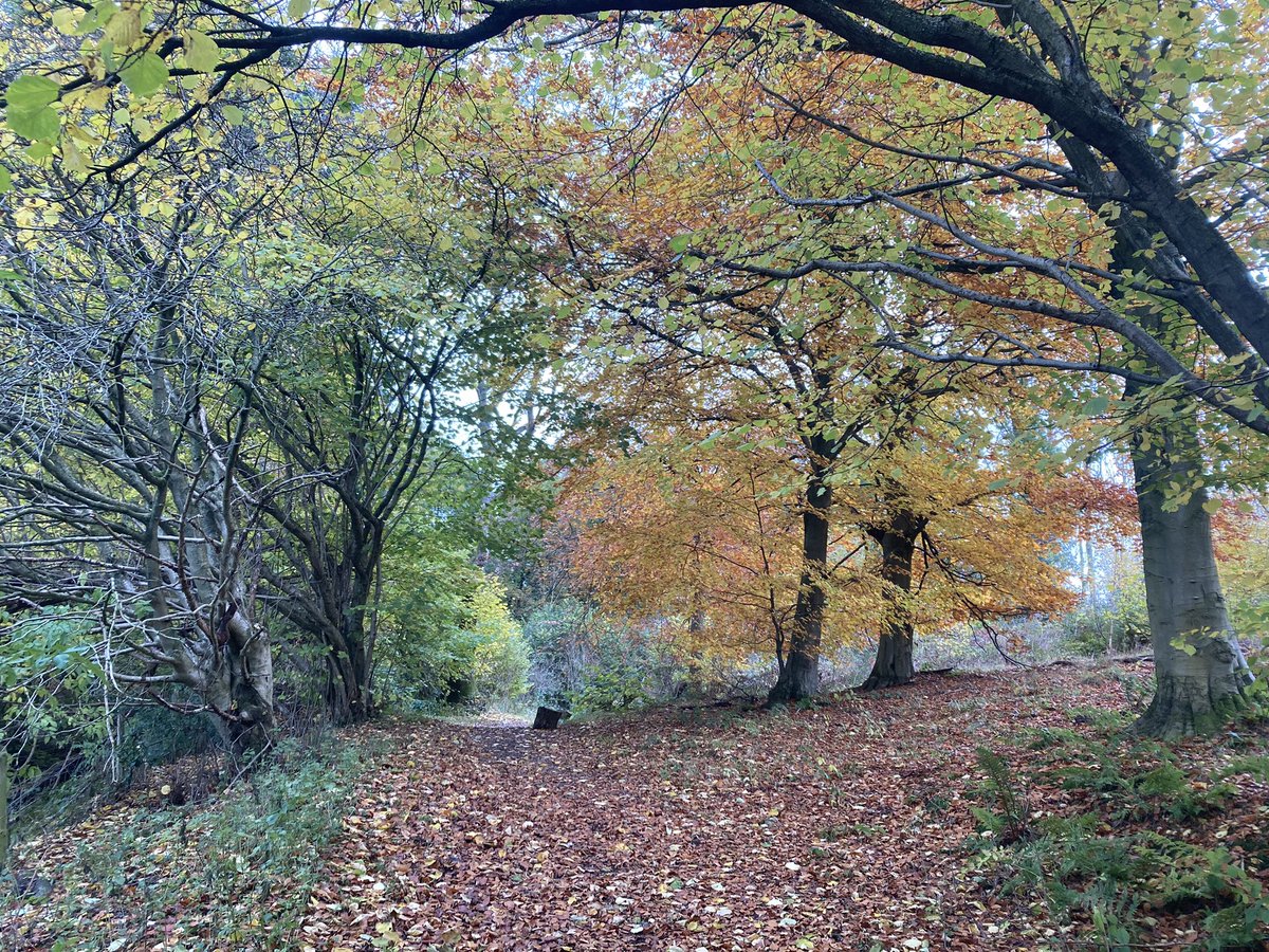 ratherbrunning's tweet image. Autumn is definitely my favourite season. 🍂 Absolutely stunning to be running on the moors today. Felt
grateful more than once to be doing what I do. Also grateful that my trainers lasted another long run 😆🏃🏼‍♀️💜 #fellrunning #autumnvibes #nymoors #roseberrytopping #osmotherley