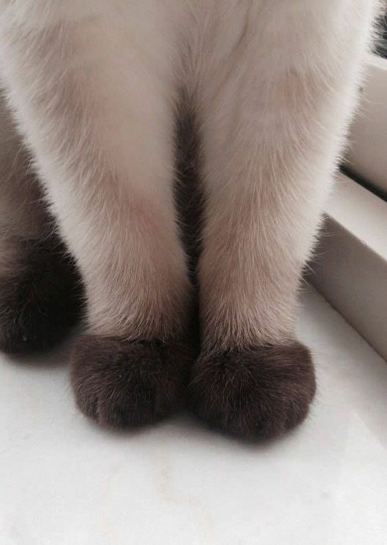 cats with powerful impression 🐾 tweet media