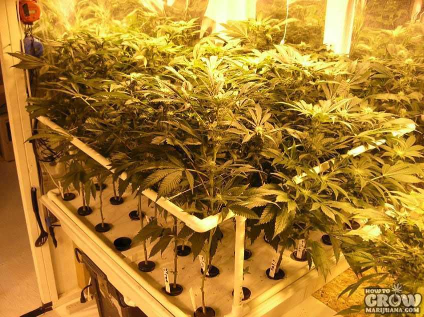 Eliminate any obstacles to growing by planning ahead and being proactive to ensure you get the yield you're after - measure your grow room and double-check the equipment dimensions before buying.
-
Find more tips: howtogrowmarijuana.com
-
#GrowMarijuana #GrowRoom #GrowEquipment