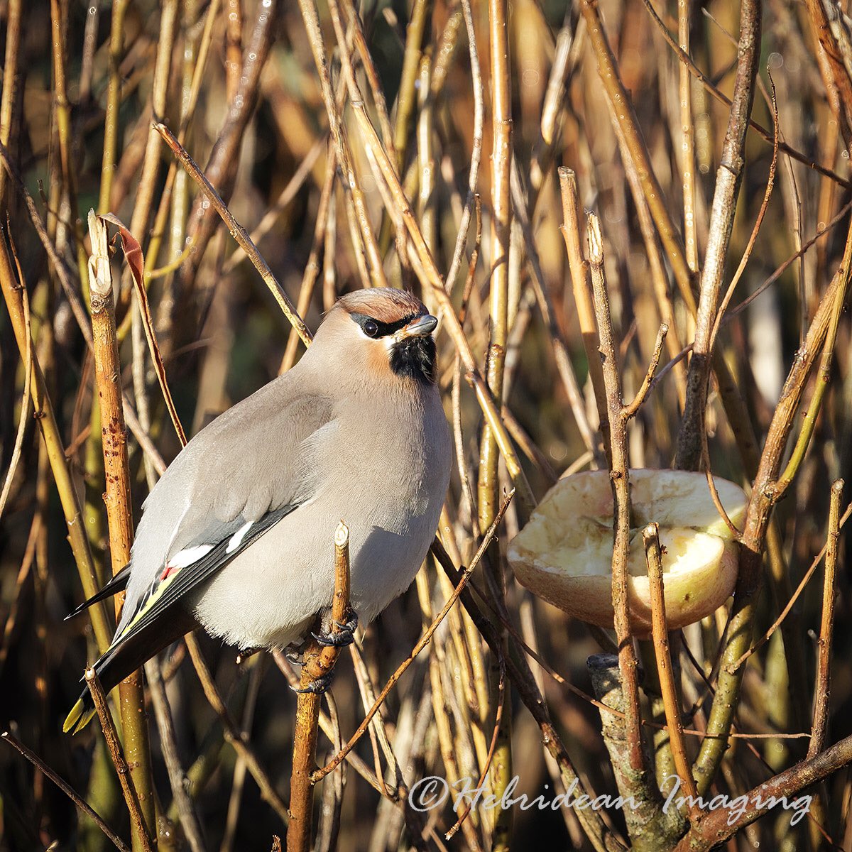 Great to see this Waxwing in the garden this morning, been off-island a month and wasn’t sure if they’d still be  around. Also 10 Long-tailed Tits and a Brambling #waxwing #birds #southuist #winter #birding #outerhebrides