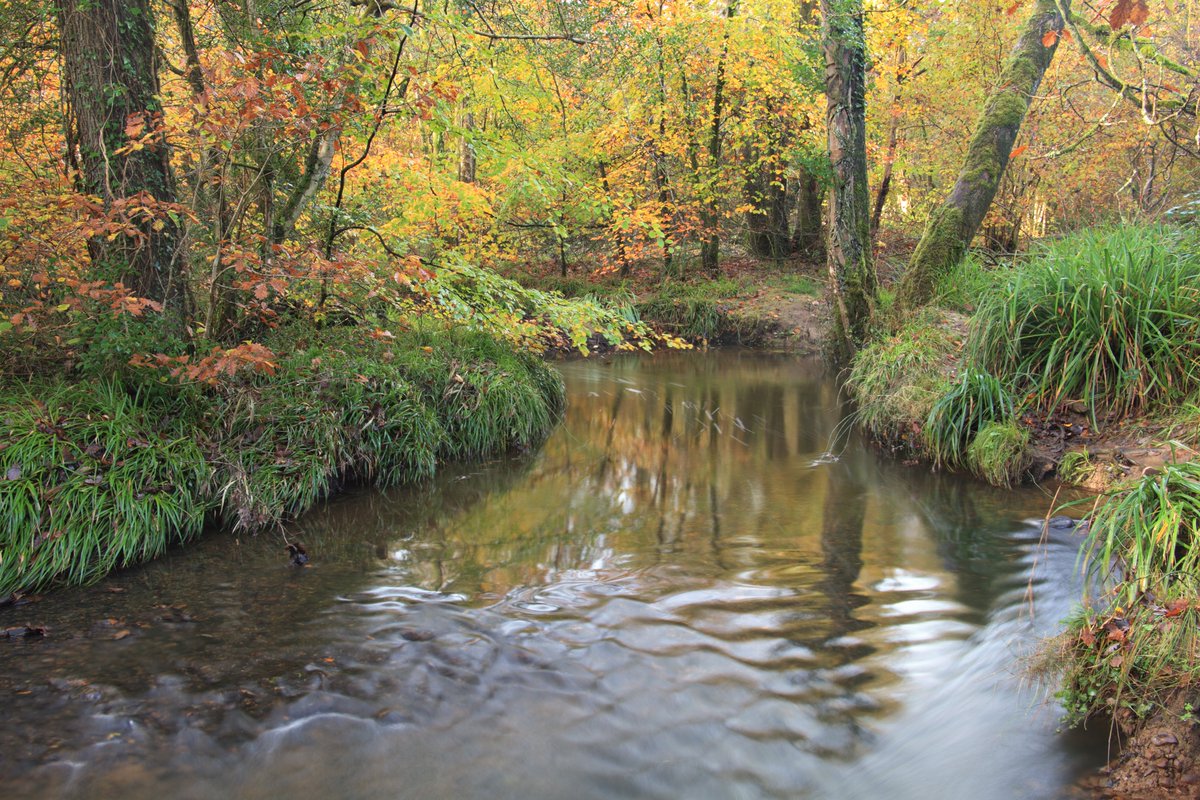 Clyne Valley this morning #Swansea