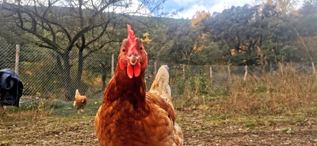 A la Granja la Bana ens encanten els #colorsdetardor 😍🍁, a les nostres gallines també 🐔🍂🥰 #gallinesfelices #ousdelaltpirineu #ousdepratsflorits #ouskm0