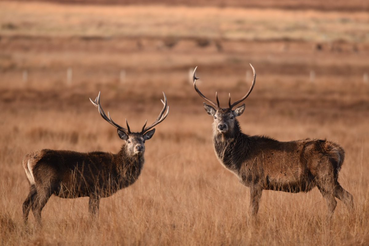 Noble Highland Stags #scotland #stag #highlands