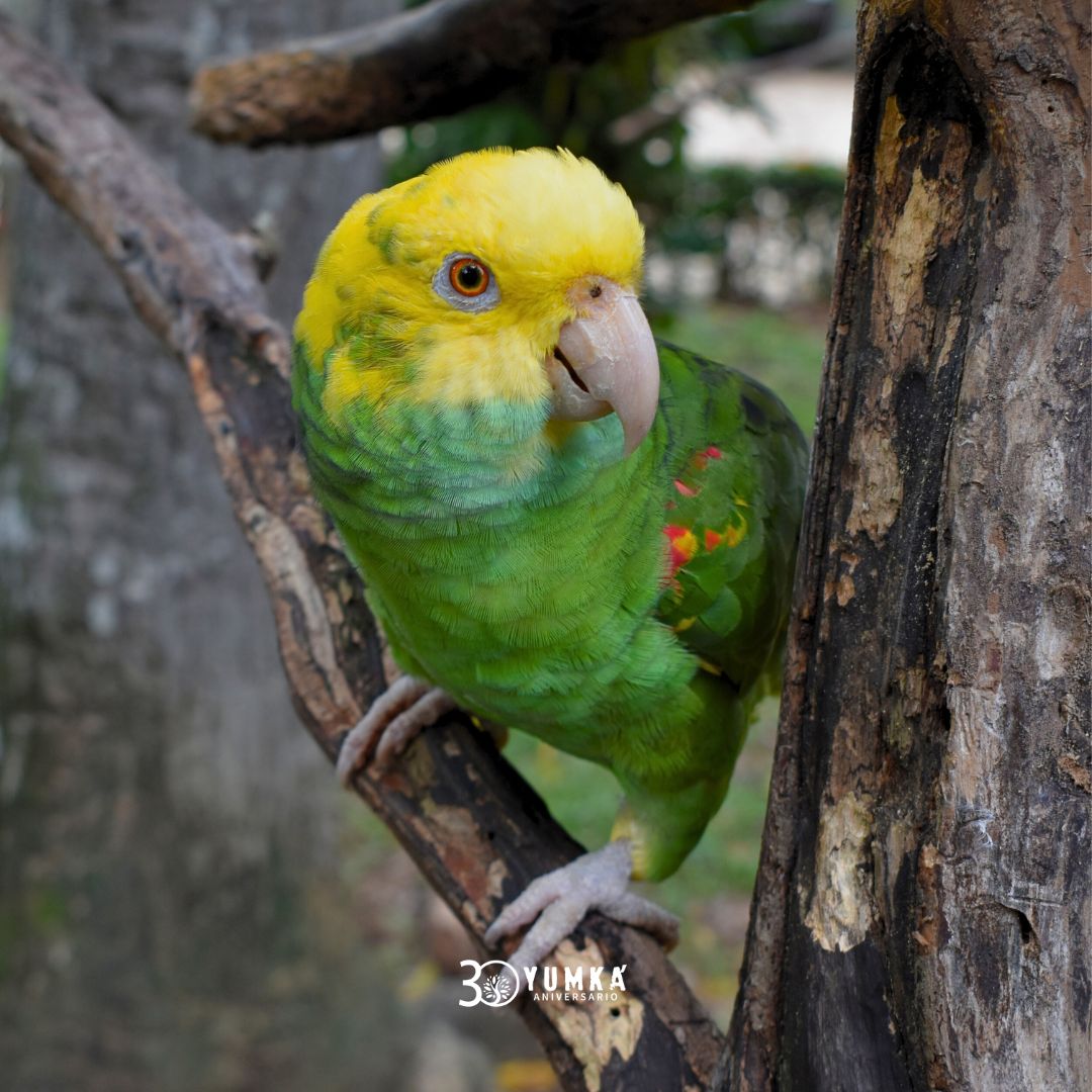 Hola Leo 👋🏻 🦜 - Loro cabeza amarilla, 𝘼𝙢𝙖𝙯𝙤𝙣𝙖 𝙤𝙧𝙖𝙩𝙧𝙞𝙭 🎶 Escucha su hermoso canto #ViveLaExperiencia