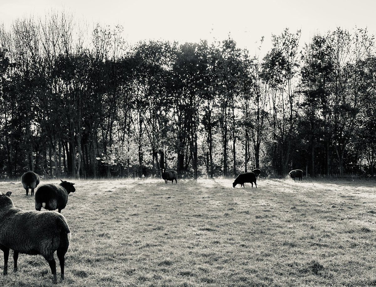 ZwartblesUK's tweet photo. Stunning start to a beautiful day and it got better with Oscar’s school rugby team taking a great win over the 14th ranked U18 team in England - top effort boys!💪👏#Roscallie #Zwartbles #Sheep #Rugby https://t.co/DOzSoBcn0E