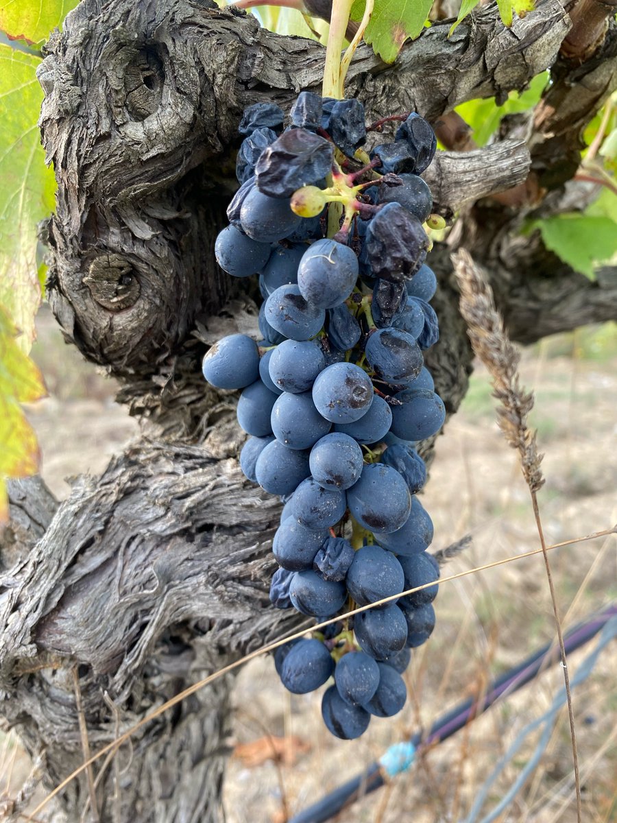 ChateauTourril's tweet image. #93points Réchauffez vous entre amis avec la cuvée Panatella 2018, assemblage de #syrah et #grenache gorgés de soleil et du travail du @vigneronindependant #vinbio @suddefrance @aoc_minervois_officiel