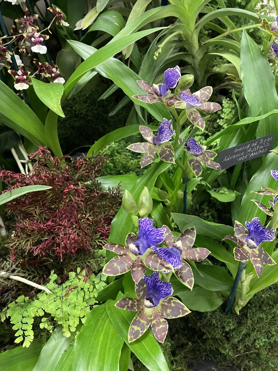 From the orchid show in Boca Raton #orchids #orchidshow