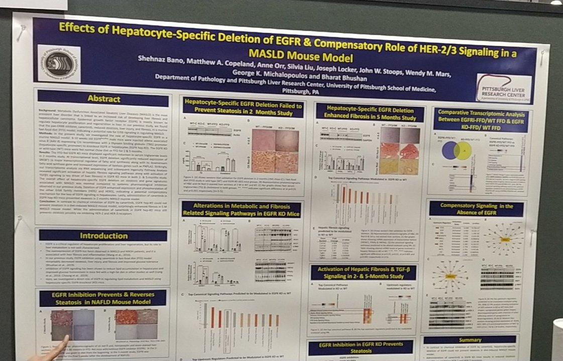 Amazing posters and where to find them: 2302-C - EGFR family in experimental MASLD #TLM23 @AASLDtweets #LiverTwitter