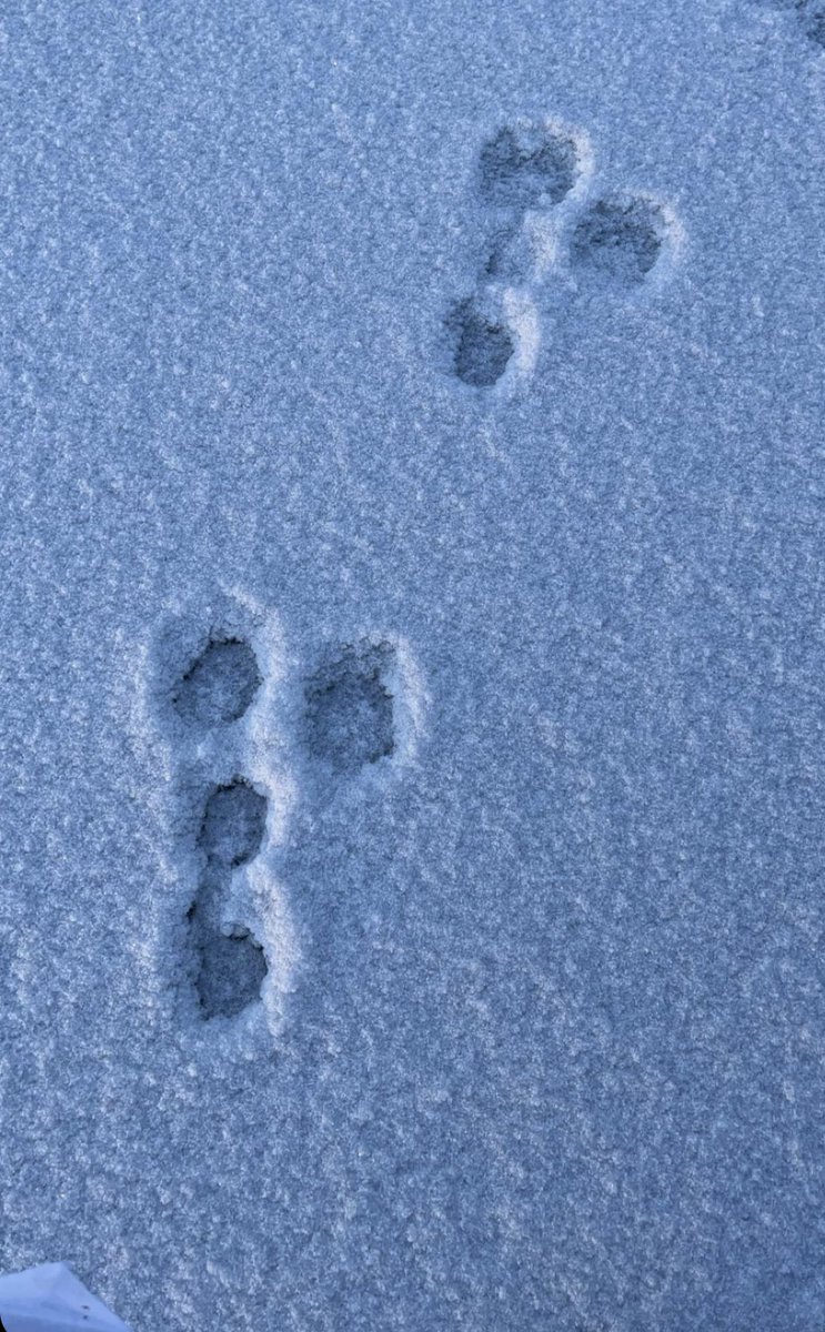 Norrbotten tweet media