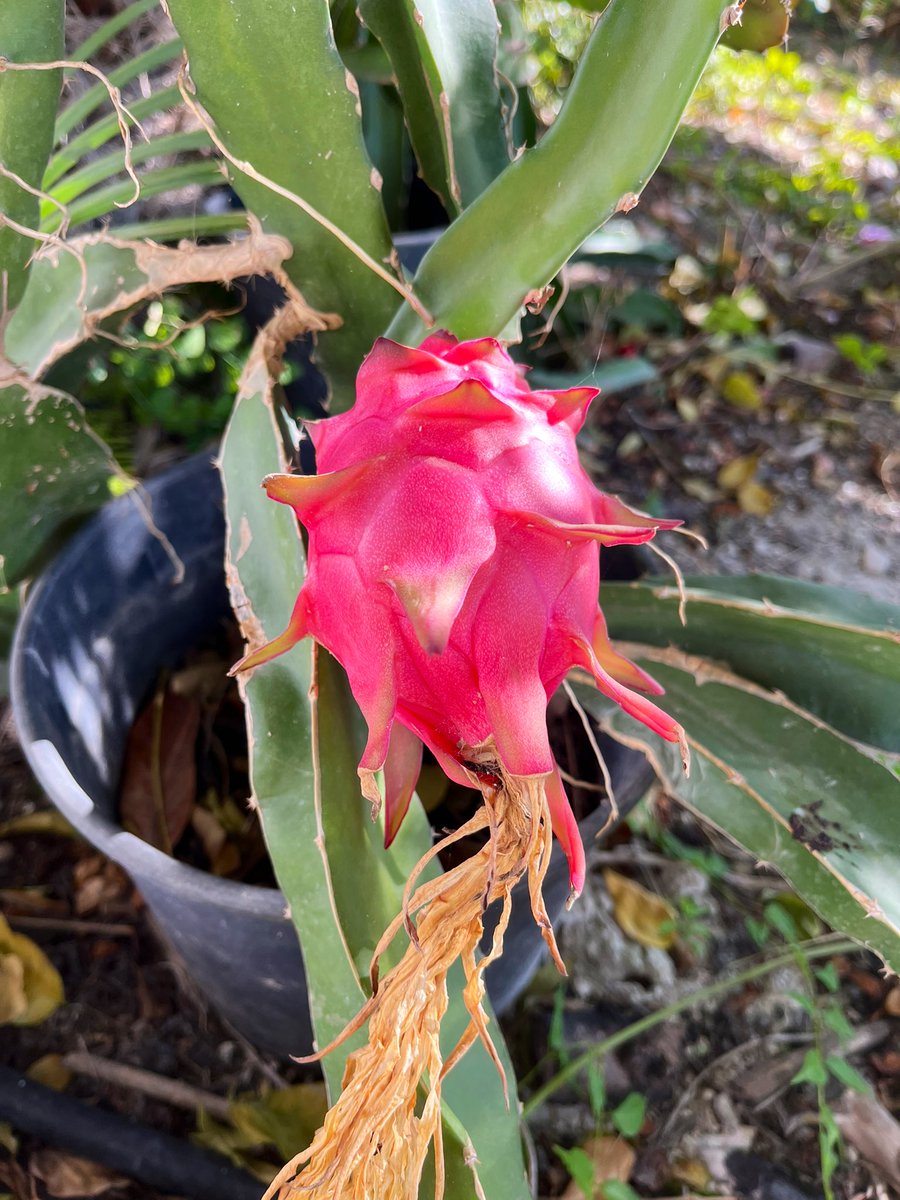 ecocitricos's tweet photo. Se estrena la pitaya, más colores y sabores increíbles que sumamos a la finca #ValledelGuadalhorce #AlhaurinelGrande https://t.co/HDRxDRhnuD