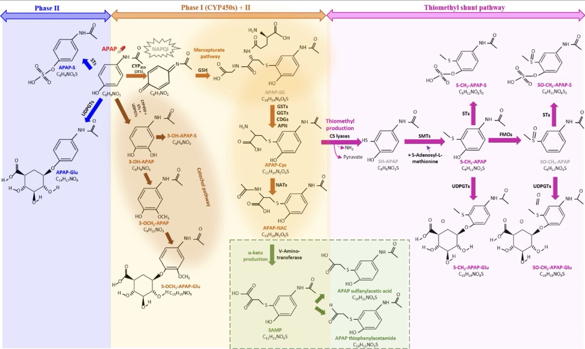 Acetaminophen toxicity has been studied for decades. High-resolution mass spectrometry provides new insight. #HRMS #exposome #pharmacology #pharmacoexposomics 
sciencedirect.com/science/articl…