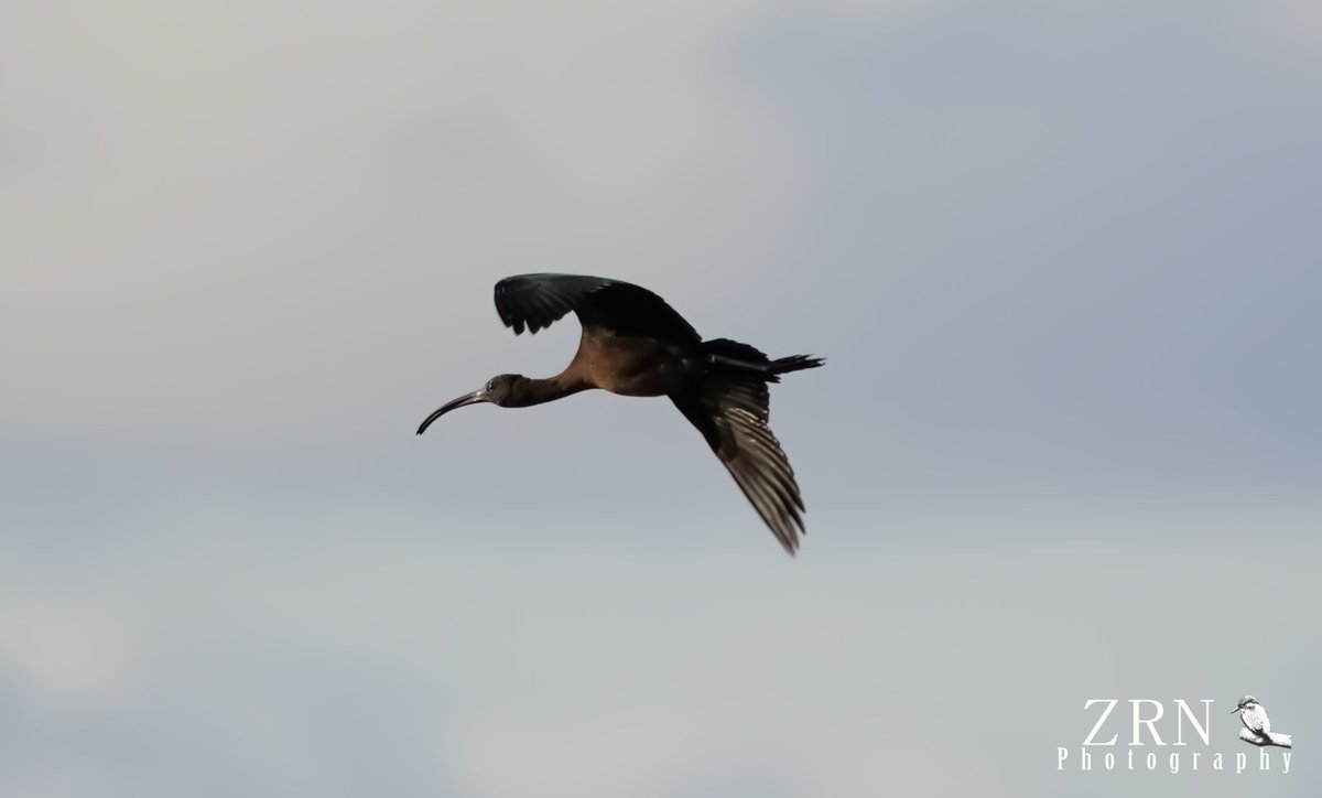 Great sighting of a Glossy Ibis today @RSPBAireValley @Natures_Voice #glossyibis #BirdsSeenIn2023 @RareBirdAlertUK #birdwatching #wildlife #wildlifephotography