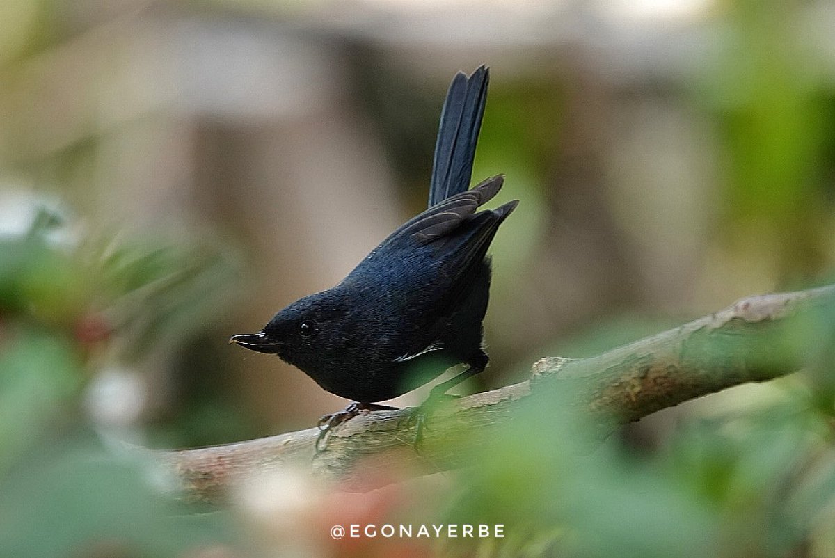 egonayerbe's tweet photo. Pajareando en Coconuco 🐦‍⬛ https://t.co/IoHojgOteb
