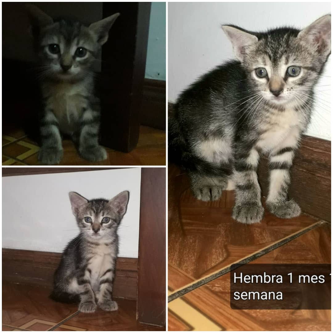Buscando un hogar responsable. Información 04127374522 está en Caracas