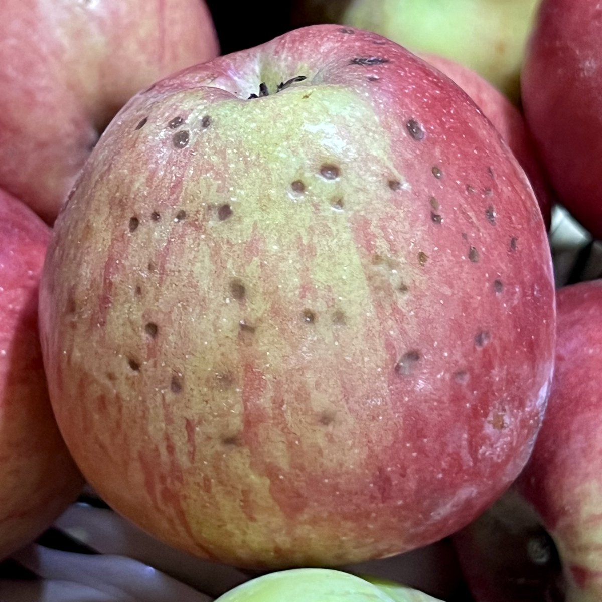Lenticel Blotch Pit, a physiological disorder of #Apples