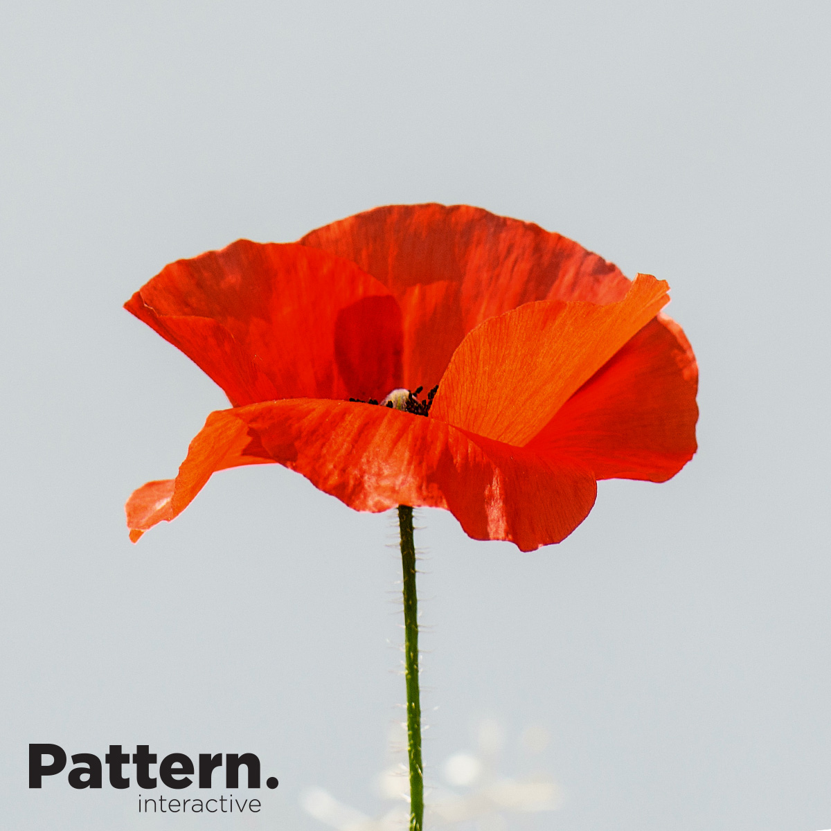 PatternMB's tweet image. 🌺