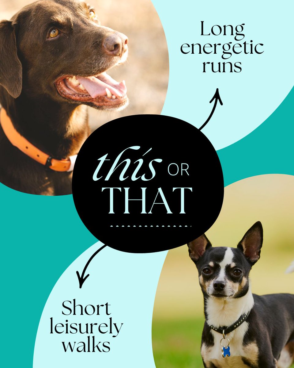 TeignsidePets's tweet image. Not all dogs are the same, so their walks shouldn&apos;t be the same, either! Solo dog walks  from just £10 in #Teignmouth #Bishopsteignton #Kingsteignton #Shaldon #NewtonAbbot #dogwalkingservice #dogwalk #dogs
#dogwalking #wags