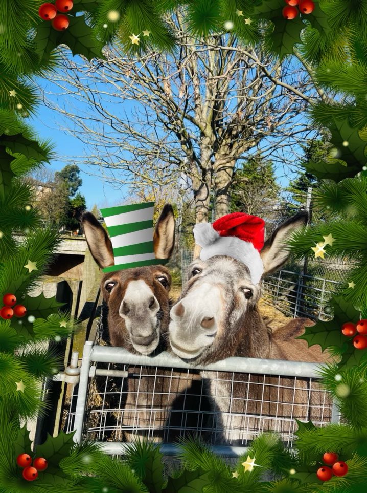 KTCityFarm's tweet image. 🎄SAVE THE DATE🎄KTCF #Christmas Fayre is back in FULL elfect. Santa’s Grotto, mulled wine, hot food &amp;amp; drinks, cake, music, arts &amp;amp; crafts, animals, gifts, raffle, lucky dip🥳Who could ask for anything moooore?🤩Put it in your dairy &amp;amp; stay tuned for more info🎅🏽#kidsactivities #fun