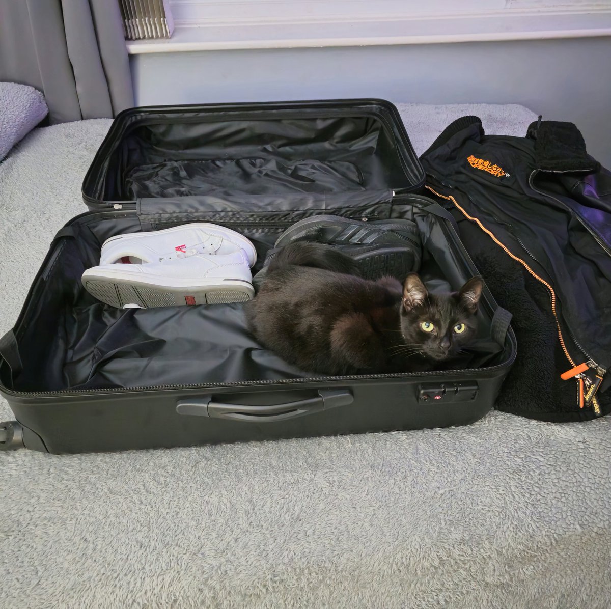 iamashleyleech's tweet photo. Guys, I am going to miss you both too but can you let Dad crack on with his packing please? ๐งณ๐๐ #Cat #CatsofTwittter #TryingToPack https://t.co/yoTP3dVJ47