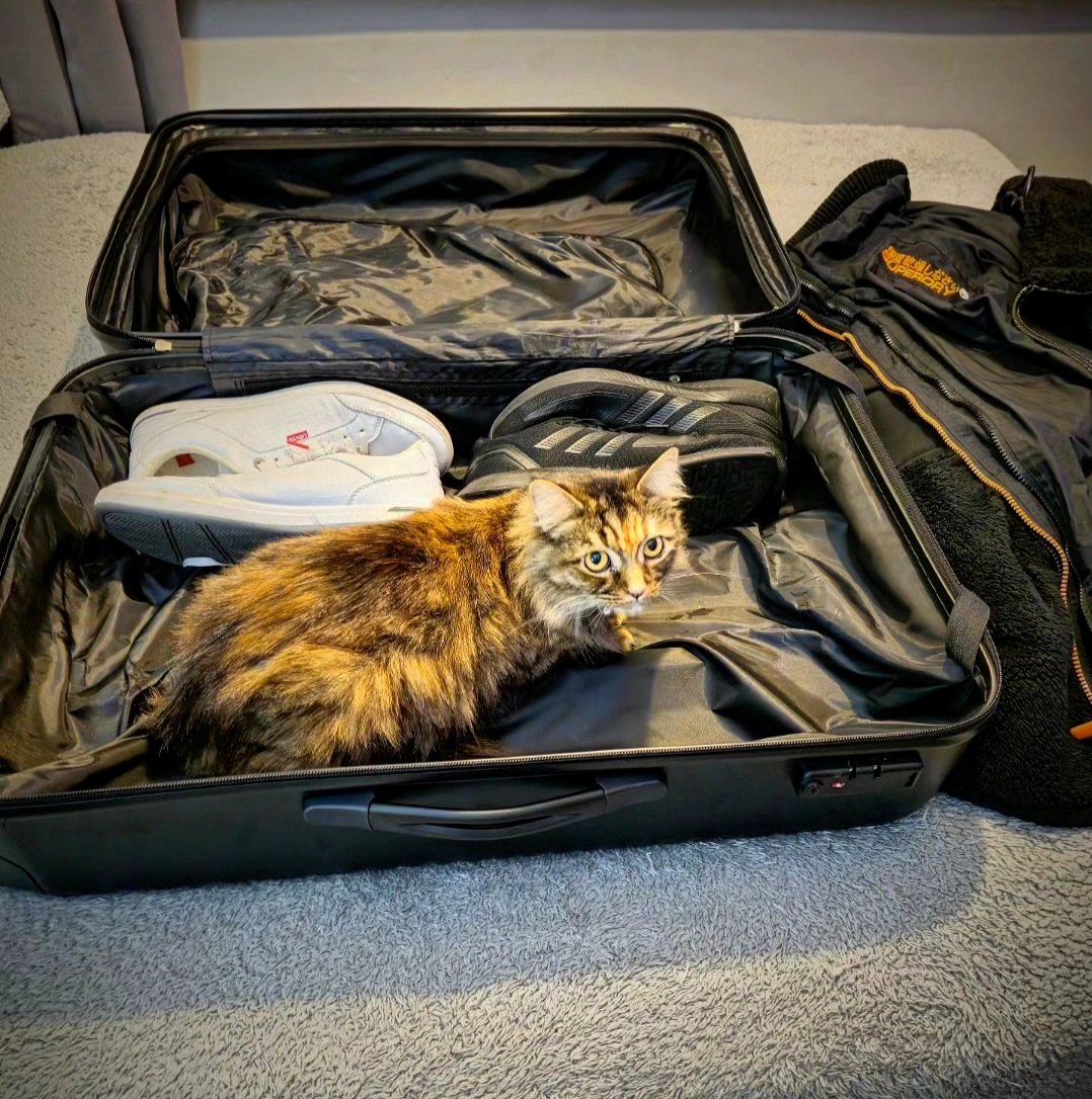 iamashleyleech's tweet photo. Guys, I am going to miss you both too but can you let Dad crack on with his packing please? ๐งณ๐๐ #Cat #CatsofTwittter #TryingToPack https://t.co/yoTP3dVJ47