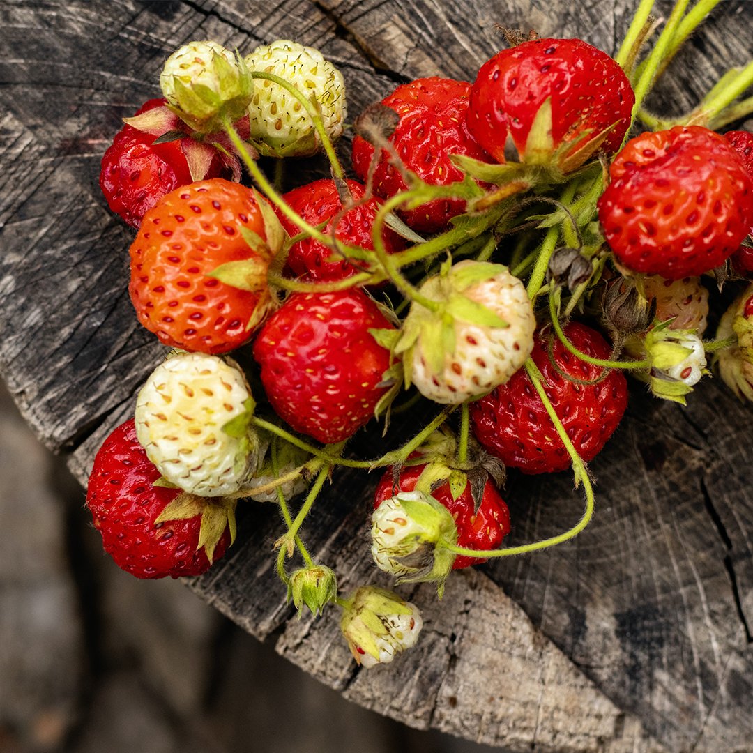 Botandoofficial's tweet photo. Grow strawberries the right way! Plant away from tomatoes, eggplant and potatoes to avoid viruses that may stunt growth and yield. #StrawberryGardening #GrowSmart #NatureLovers https://t.co/da6scKuxoY