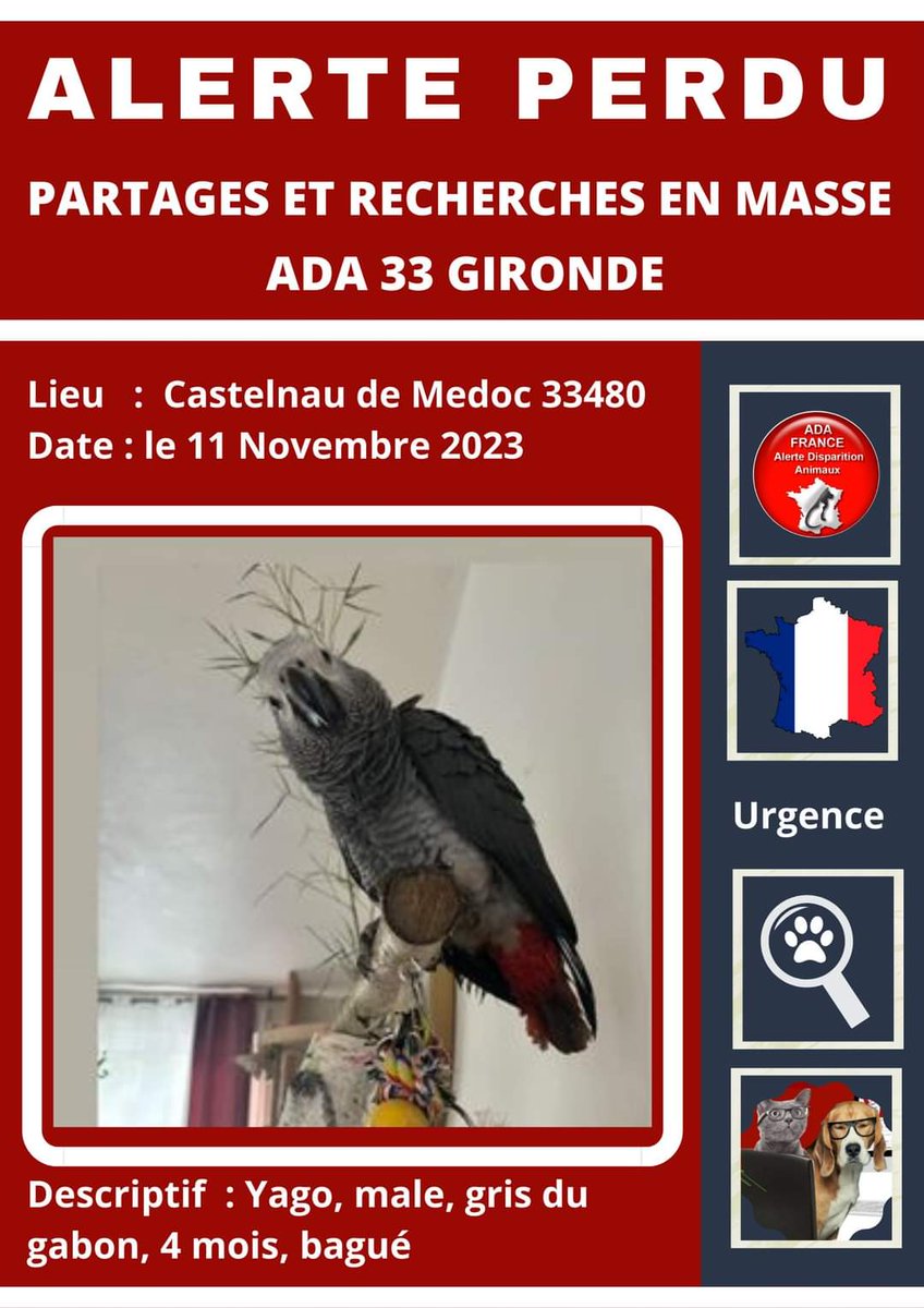 MERCI D'AIDER AUX RECHERCHES ET DE PARTAGER POUR RETROUVER  YAGO

YAGO est un perroquet gris du gabon 
male 
agé de 4 mois 
il est bagué  

il a disparu le 11 novembre2023
à Castelnau  de médoc 33480
centre résidence pasteur 

/...