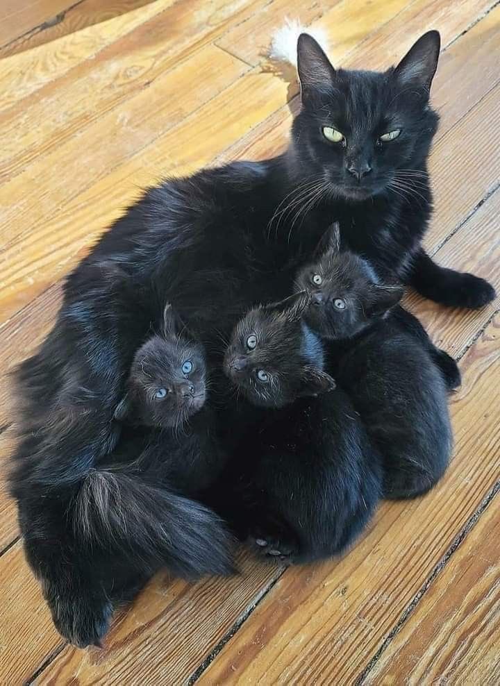 CAT'S HEAVEN tweet media