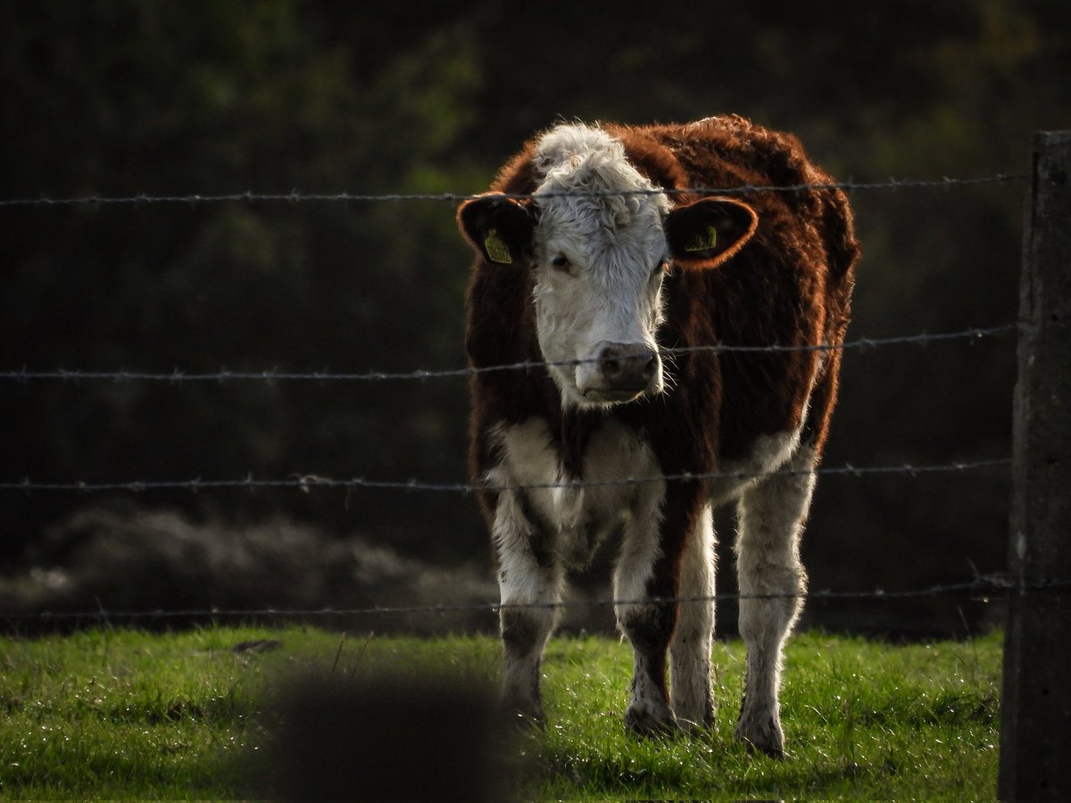 Hereford cattle 🐮

#photography #gloucestershire #cow #herefordcattle #cattle #farm #Farming #farmers #Animal #animalphotography #nikonuk #photooftheday #ukphotography #nature #farmlife #AnimalsLover