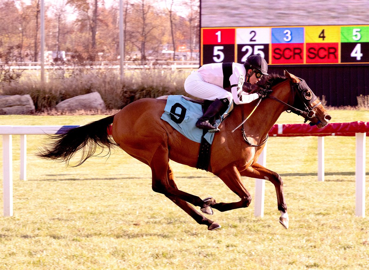 Inchon, 2YO Street Sense colt, wins second split of MSW at 1 1/8M on grass @LaurelPark in fourth start. Ridden by @itz_lil_g for trainer @GrahamMotion and breeder/owner Alpha Delta Stables. (Jim McCue 📷)