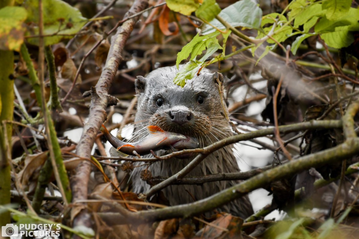 PudgeysPictures's tweet photo. Some of my favourite photos I’ve taken at Brandon Marsh over the years 🍃📷 #BrandonMarshSightings @WKWT https://t.co/6sAGVEtj9e